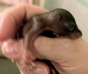 baby squirrel 5