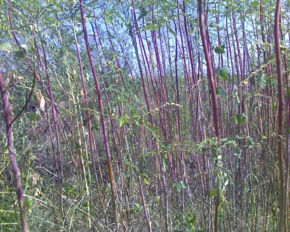 427785_10150809071127349_1094348708_n